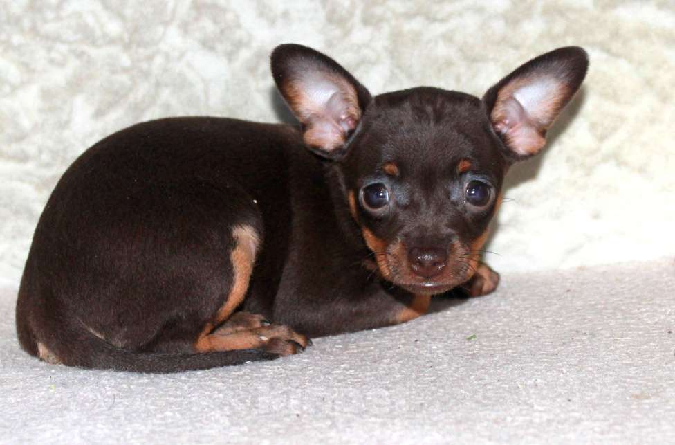 Собаки в Волгограде: Девочка горький шоколад Девочка, 17 000 руб. - фото 1