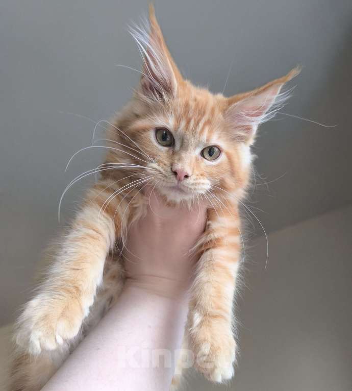 Кошки в Санкт-Петербурге: Зефир Мальчик, 50 000 руб. - фото 4