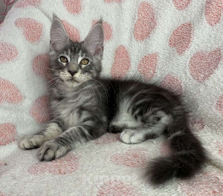 Кошки в Дмитрове: Черный серебристый мраморный мальчик мейн кун Zhak Мальчик, 40 000 руб. - фото 3