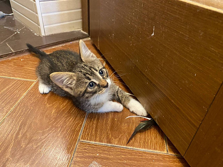 Котенок Плуто ищет дом