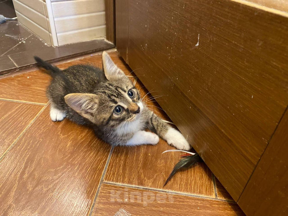 Кошки в Москве: Котенок Плуто ищет дом Мальчик, Бесплатно - фото 1