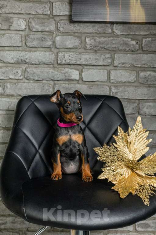 Собаки в Джанкое: Щенок Цвергпинчера Мальчик, 40 000 руб. - фото 4