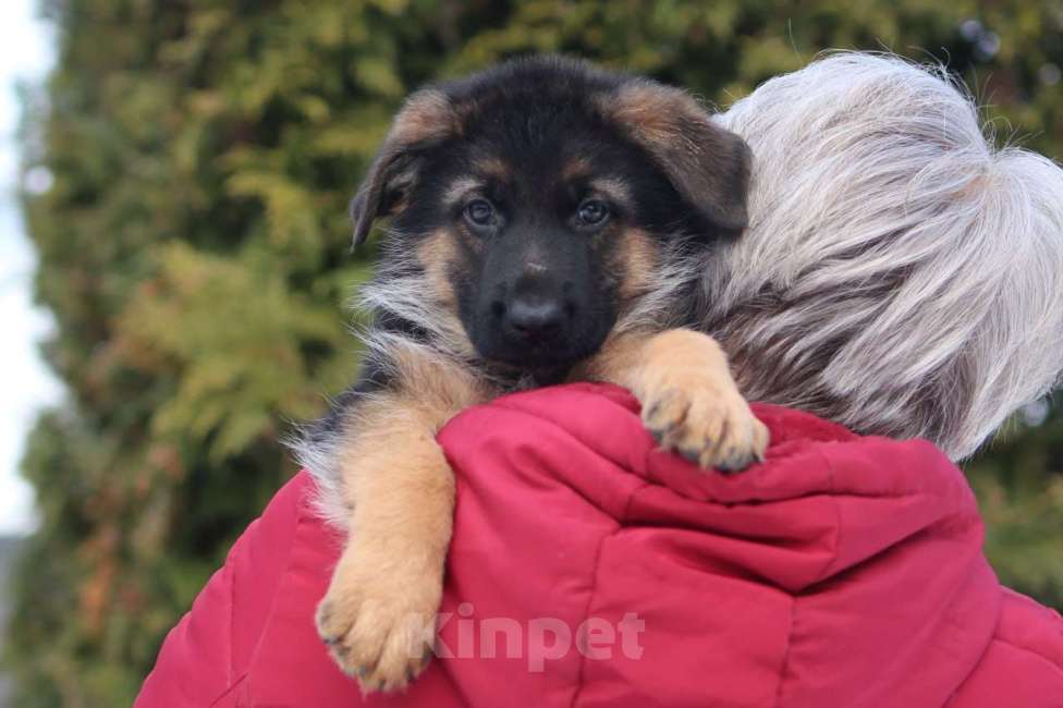 Собаки в Калуге: Немецкие овчарки из питомника Фон Хаус Энжео Мальчик, 60 000 руб. - фото 3