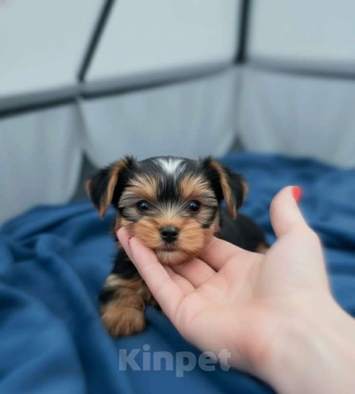 Собаки в Москве: Бивер-йоркширский терьер микро премиум Мальчик, 80 000 руб. - фото 3