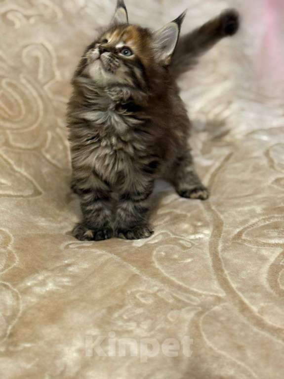 Кошки в Серпухове: Котёнок мейн-кун полидакт Девочка, 65 000 руб. - фото 5