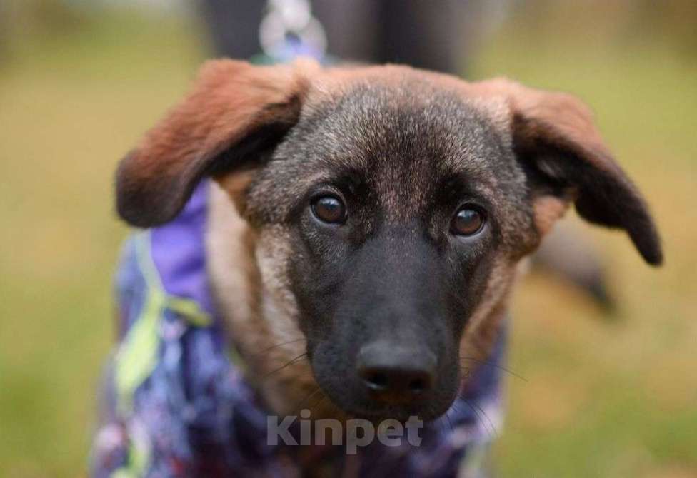 Собаки в Москве: Баффи Девочка, Бесплатно - фото 3