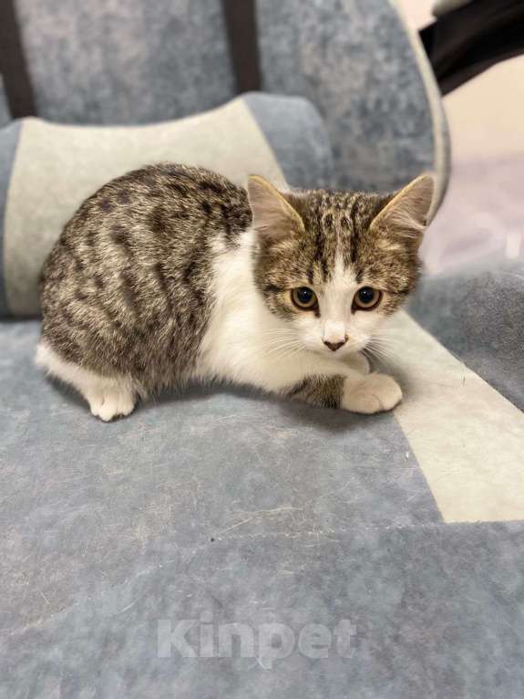 Кошки в Москве: Котенок Шерлок 3 месяца ищет дом Мальчик, Бесплатно - фото 4