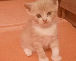 Кошки в Краснодаре: Котёнок в добрые руки Девочка, Бесплатно - фото 1