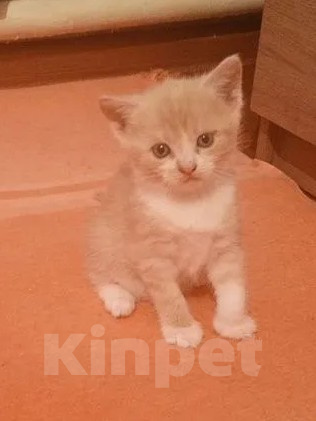 Кошки в Краснодаре: Котёнок в добрые руки Девочка, Бесплатно - фото 1