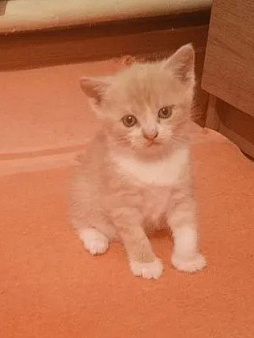 Котёнок в добрые руки