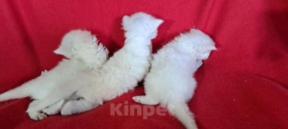 Кошки в Орле: Мейн кунчики.. Документы Девочка, 120 000 руб. - фото 2