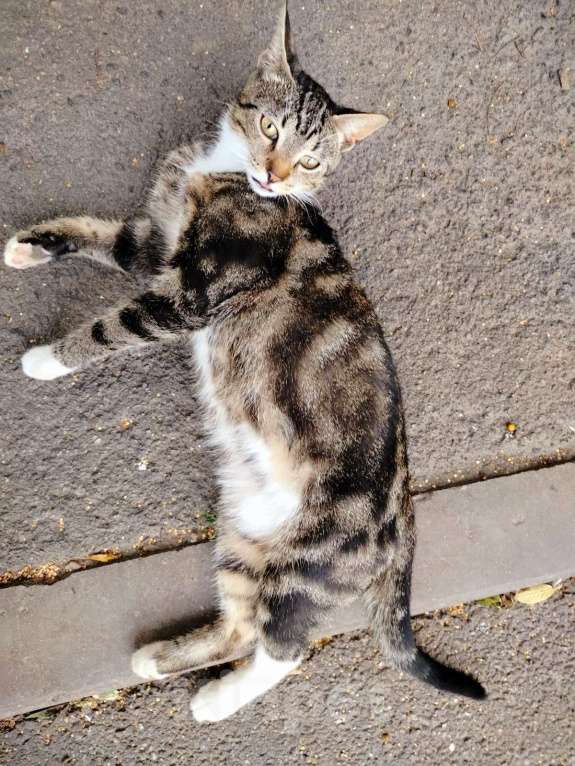 Кошки в Санкт-Петербурге: Ласковый котёнок на улице ! Мальчик, Бесплатно - фото 3