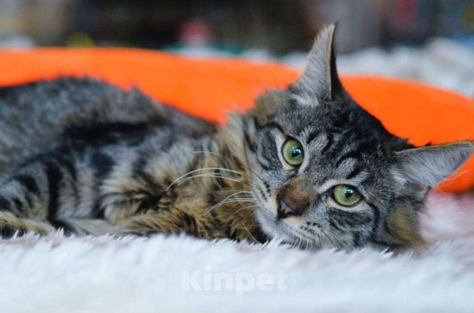 Кошки в Москве: Отдам котёнка в добрые руки Мальчик, Бесплатно - фото 3