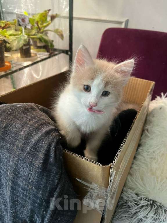 Кошки в Москве: Котенок даром в добрые руки. Девочка, Бесплатно - фото 4