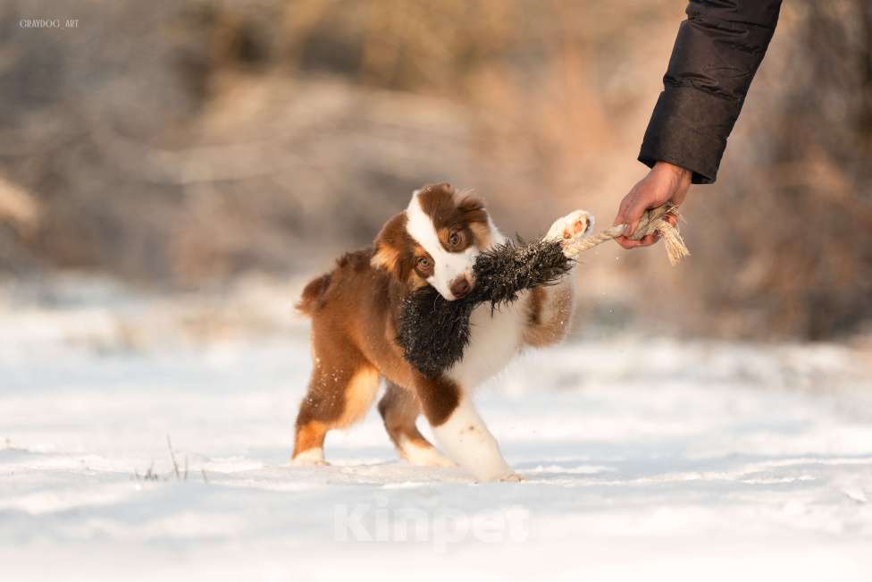 Собаки в Москве: Австралийская овчарка щенок  Мальчик, 45 000 руб. - фото 7