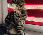 Кошки в Дубне: Котёнок мейн-кун Мальчик, 15 000 руб. - фото 2