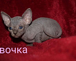 Кошки в Кемерово: Канадский сфинкс велюр Девочка, 15 000 руб. - фото 6
