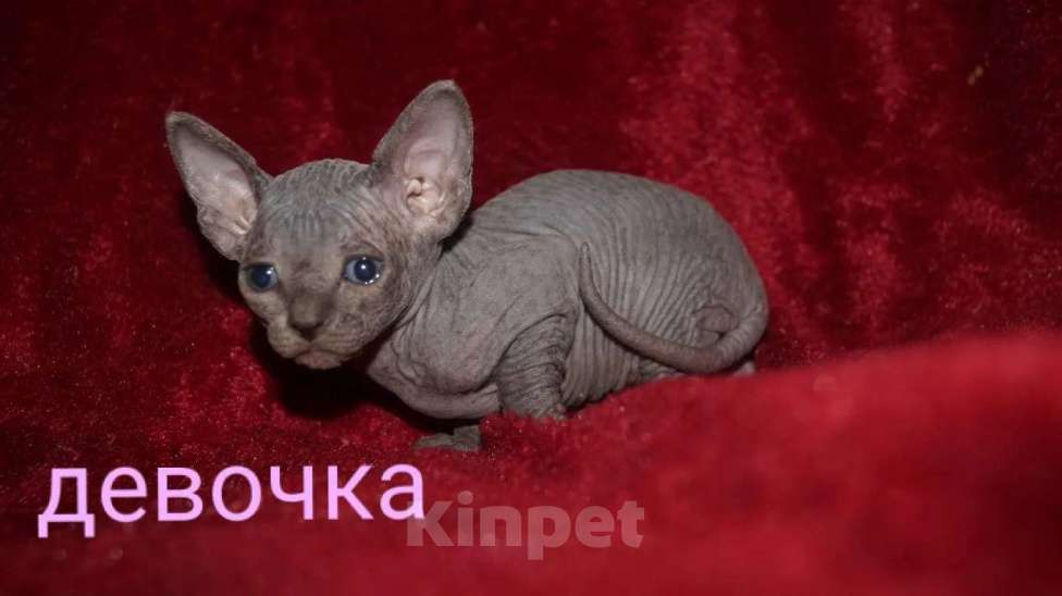 Кошки в Кемерово: Канадский сфинкс велюр Девочка, 15 000 руб. - фото 6