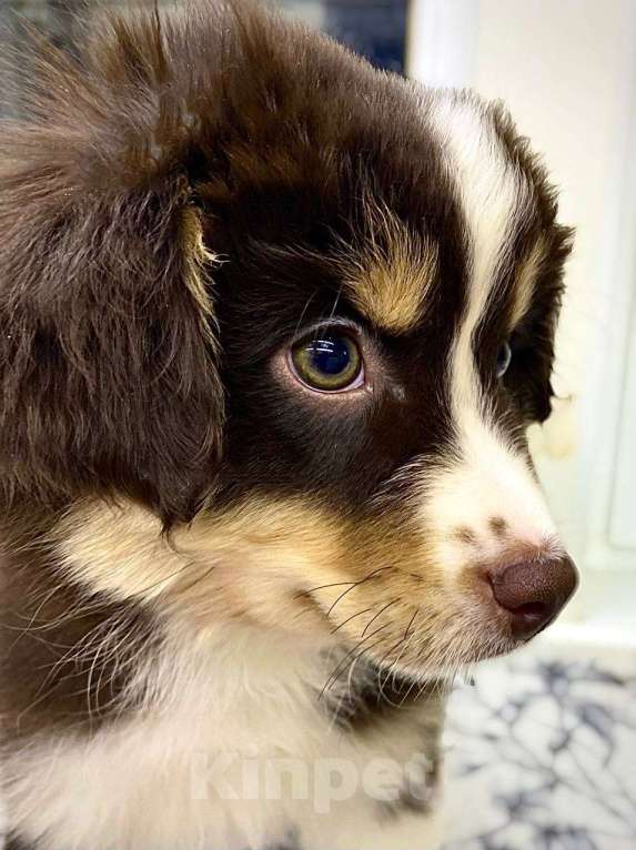 Собаки в Борисоглебске: Продажа свободных щенков  Девочка, 100 000 руб. - фото 3