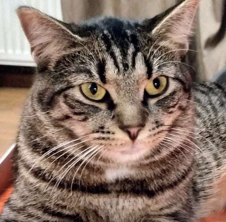 Кошки в Санкт-Петербурге: Котик Веня в добрые руки Мальчик, Бесплатно - фото 3