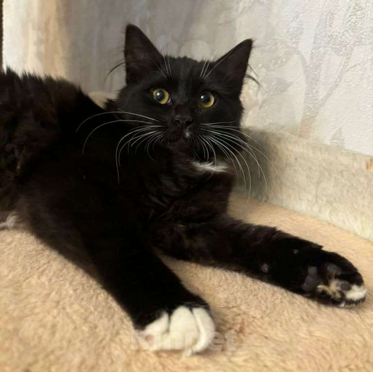 Кошки в Москве: Маленького котенка девочку подкинули во двор 🆘️ Срочный поиск дома Девочка, Бесплатно - фото 2