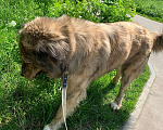 Собаки в Москве: Платон ищет дом Мальчик, Бесплатно - фото 4