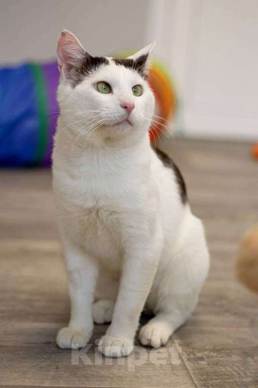 Кошки в Москве: кот Саввушка ищет дом Мальчик, Бесплатно - фото 5