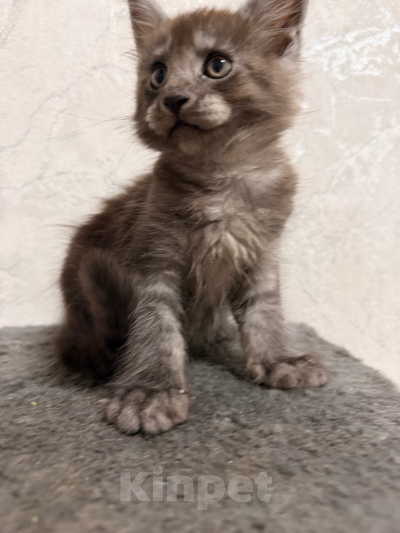 Кошки в Сальске: Котенок мейн кун Мальчик, 25 000 руб. - фото 6