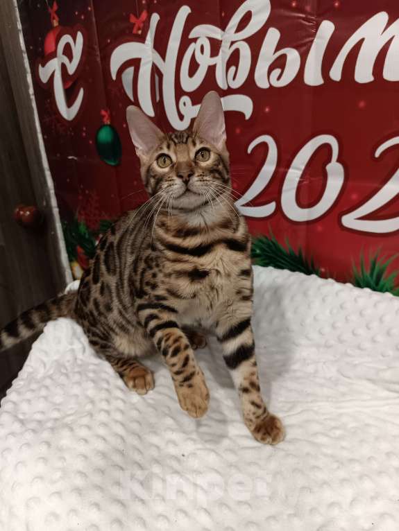 Кошки в Лыткарино: Бенгальский котенок девочка Линда с документами  Девочка, 12 000 руб. - фото 1