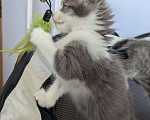 Кошки в Москве: Котенок мальчик Мальчик, Бесплатно - фото 6