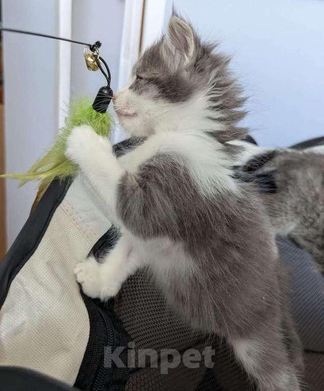 Кошки в Москве: Котенок мальчик Мальчик, Бесплатно - фото 6