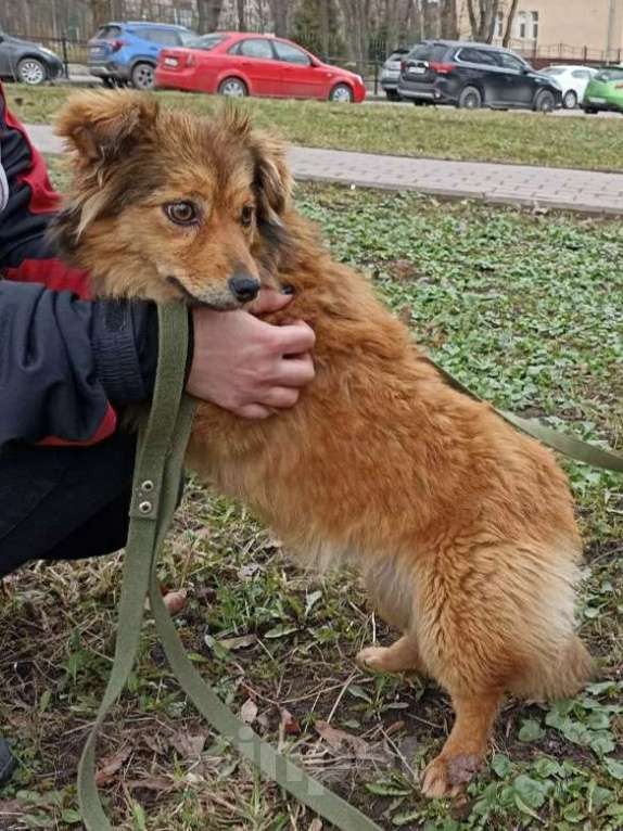Собаки в Санкт-Петербурге: Маленькая собачка в добрые руки Девочка, Бесплатно - фото 3