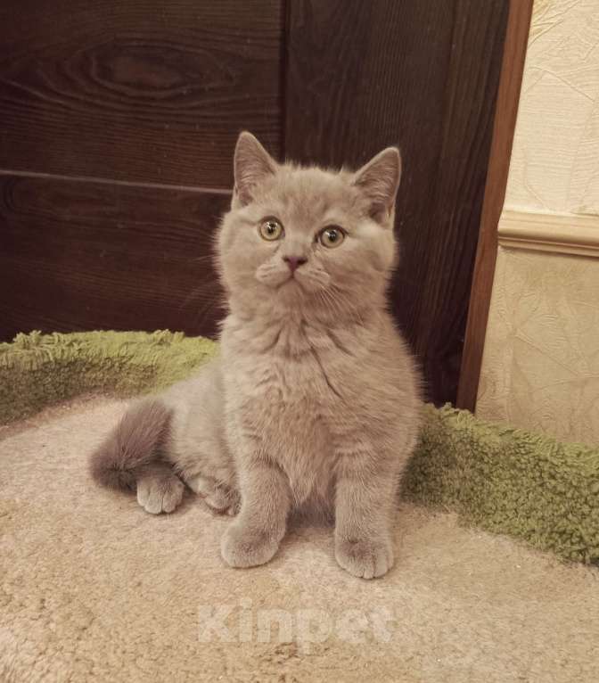 Кошки в Санкт-Петербурге: Очаровательный котенок фавн Девочка, 20 000 руб. - фото 5