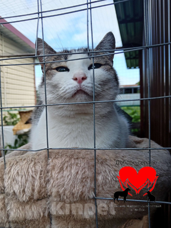 Кошки в Тамбове: Лапа в добрые руки Девочка, Бесплатно - фото 3