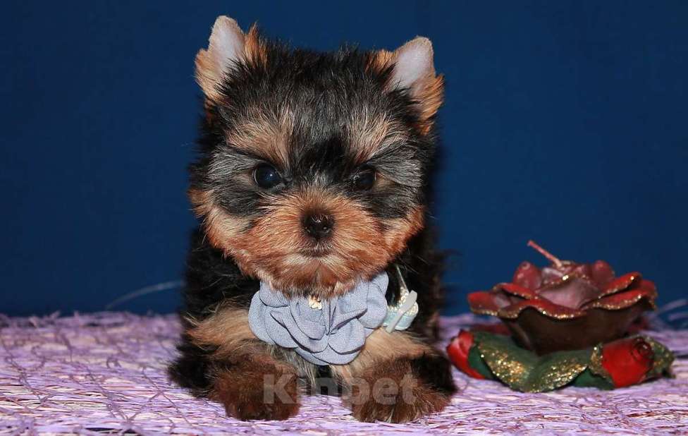 Собаки в Москве: Трёхмесячная девочка Йоркширского терьера  Девочка, 130 000 руб. - фото 3