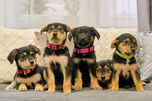 Щенки от овчарки в дар