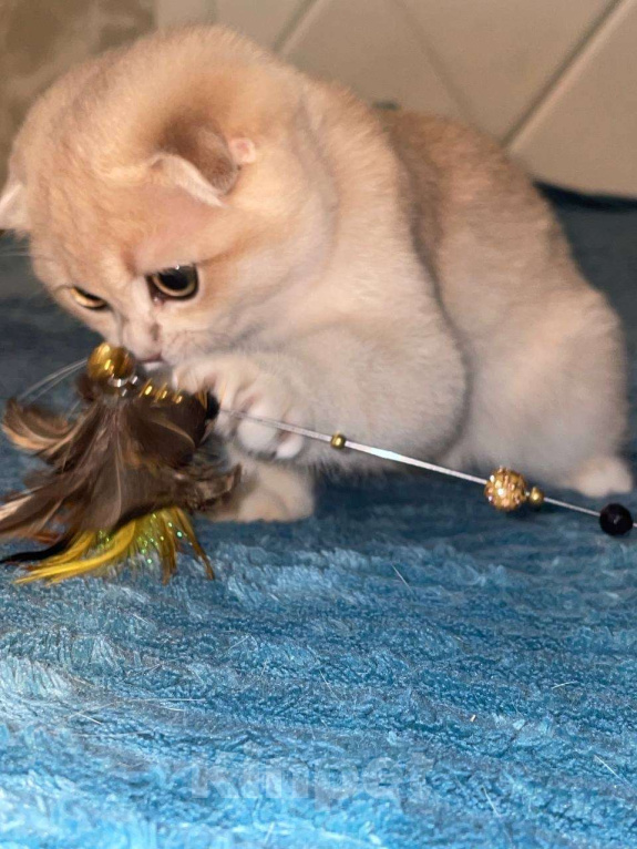 Кошки в Москве: Фея Девочка, 60 000 руб. - фото 3