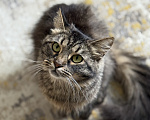 Кошки в Санкт-Петербурге: Кошечка Солнышко Девочка, Бесплатно - фото 2