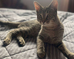 Кошки в Москве: Котёнок Кекс ищет дом  Мальчик, Бесплатно - фото 5