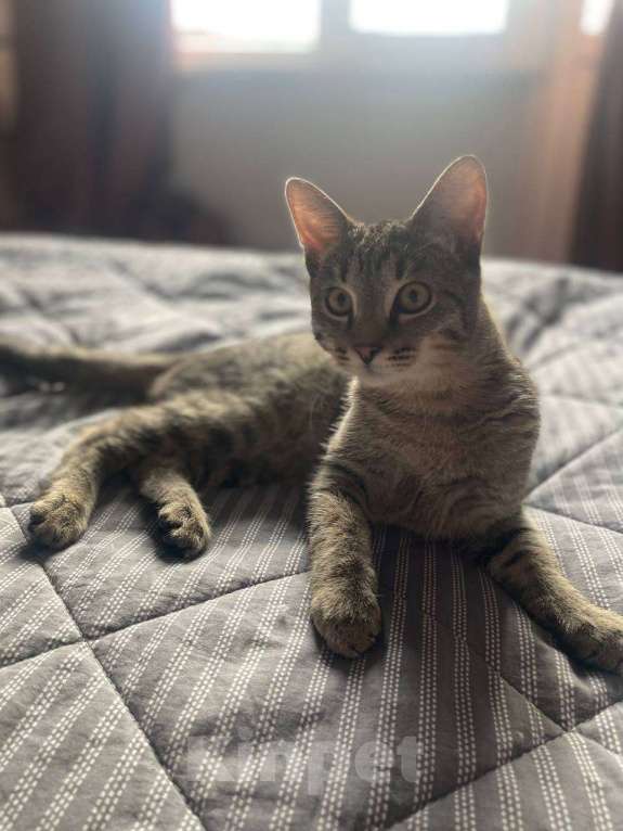 Кошки в Москве: Котёнок Кекс ищет дом  Мальчик, Бесплатно - фото 5