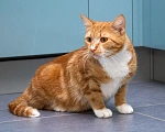 Кошки в Мытищах: Кошка Дуся в добрые руки Девочка, Бесплатно - фото 8