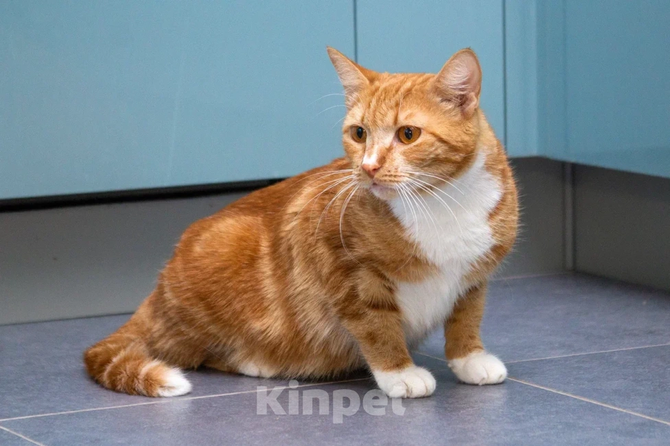 Кошки в Мытищах: Кошка Дуся в добрые руки Девочка, Бесплатно - фото 8
