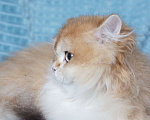 Кошки в Владивостоке: Длинношерстный мальчик. Британский котенок Мальчик, 60 000 руб. - фото 3