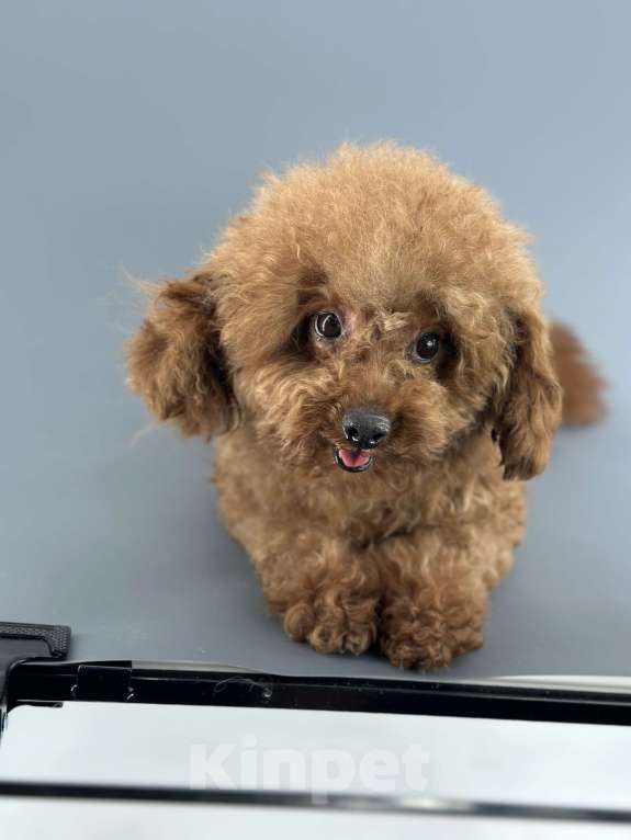 Собаки в Москве: Мальтипу  Мальчик, Бесплатно - фото 1