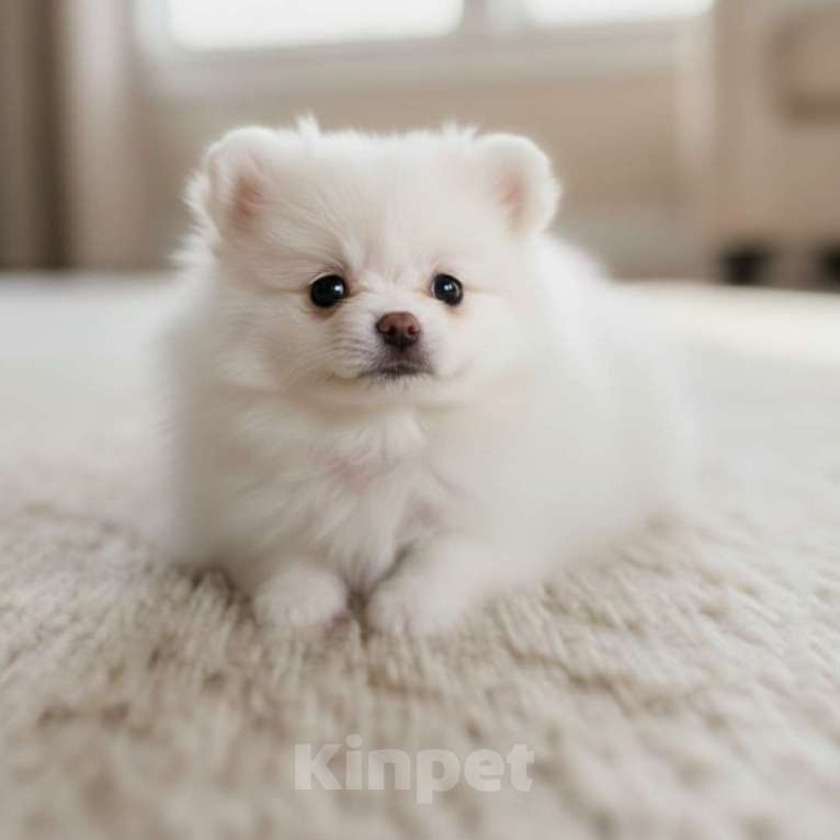 Собаки в Москве: Эксклюзивный Померанский шпиц (малый) | микро | девочка Девочка, 100 000 руб. - фото 2