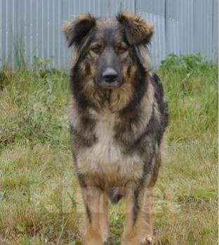 Собаки в Москве: Дюна Девочка, Бесплатно - фото 3