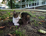 Кошки в Москве: Бездомная ласковая кошечка  Девочка, Бесплатно - фото 1