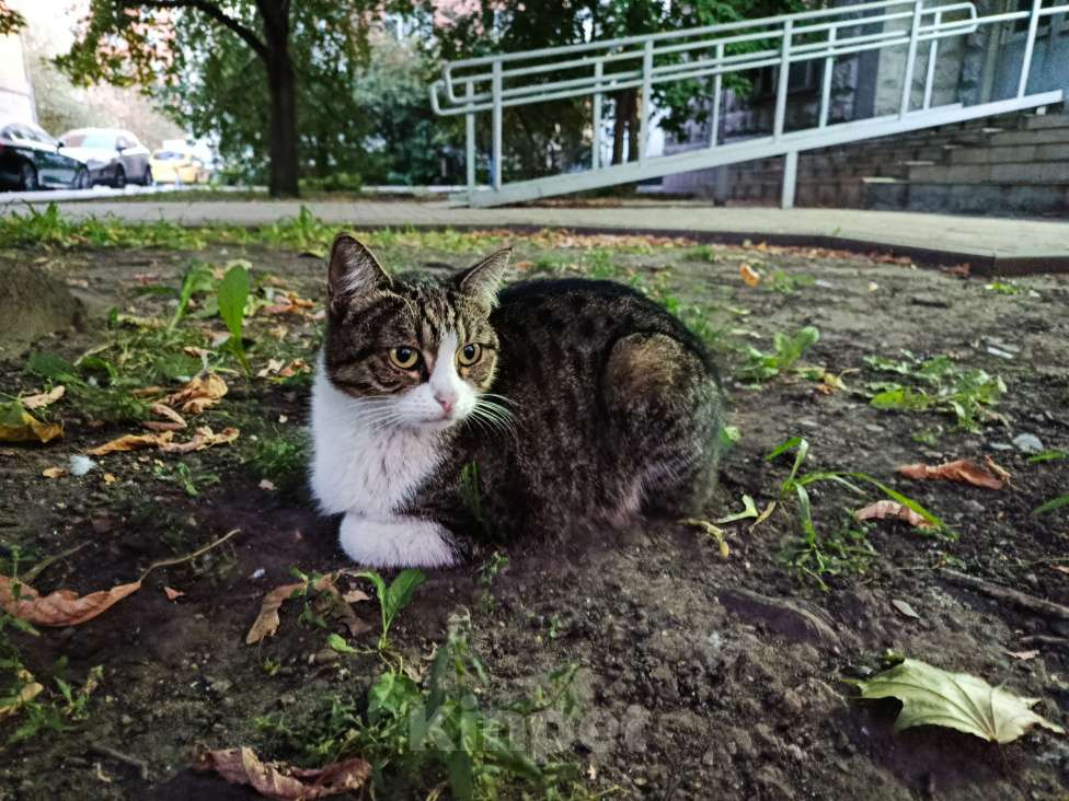 Кошки в Москве: Бездомная ласковая кошечка  Девочка, Бесплатно - фото 1
