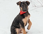 Собаки в Москве: Чудесный щенок-мальчик из Донецка ищет дом Мальчик, Бесплатно - фото 1