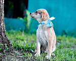 Собаки в Москве: Маленькое рыжее солнце Джордан Мальчик, Бесплатно - фото 7
